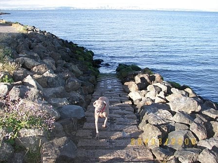 Wags & Walkabout Pet Services