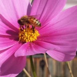 Petaluma Dental Group - Nature at work!