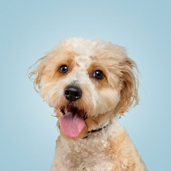 The Dog Photog - Pet Photography Near Me - Minneapolis, Minnesota The Dog Photog - Pet Photography Near Me - Minneapolis, Minnesota