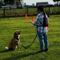 K-9 SOS Dog Training