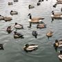 Photo of The Duck Pond @ Tingley Beach