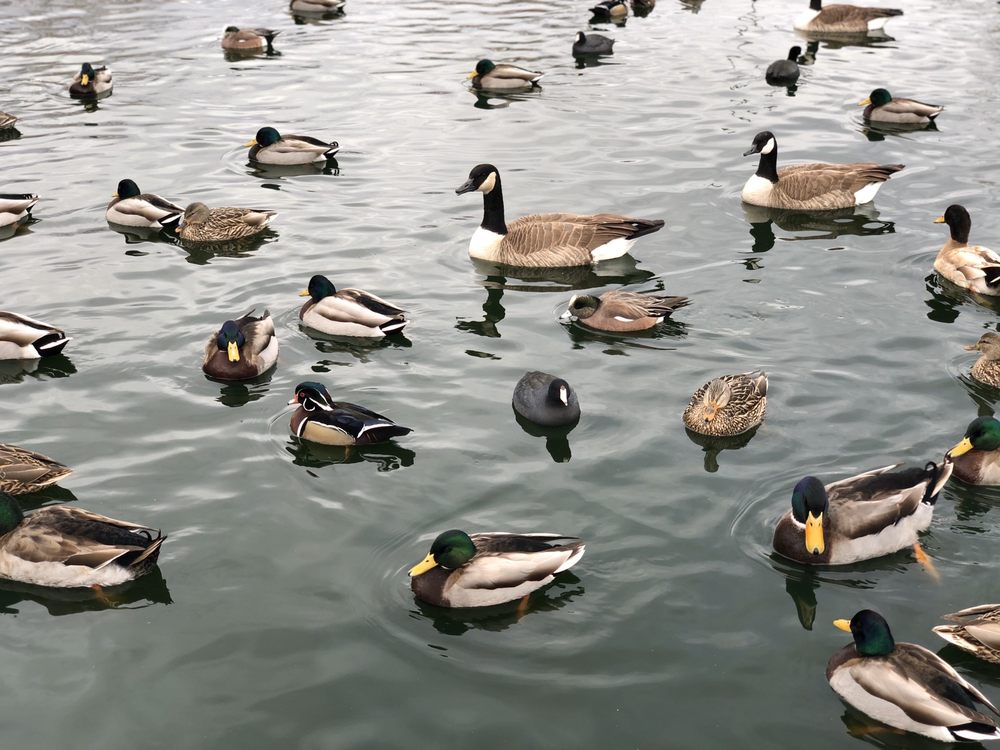 The Duck Pond @ Tingley Beach