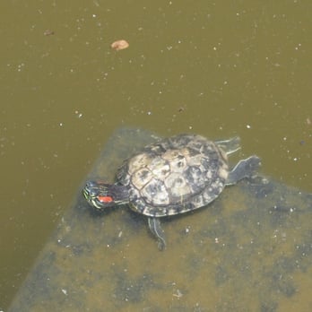Narrows Botanical Garden - I saw 2 turtles but one swam away Lol - Botanical Gardens Near Me - Brooklyn, New York