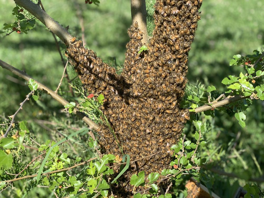 Bohemia Apiary - beekeeping in Warwick, MD