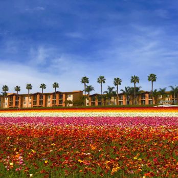 The Flower Fields - Rows and rows and rows - Venues & Event Spaces Near Me - Carlsbad, California The Flower Fields - Rows and rows and rows - Venues & Event Spaces Near Me - Carlsbad, California