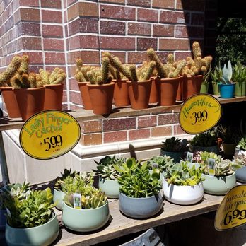 Trader Joe's - Succulents are gorgeous - Grocery Near Me - San Jose, California