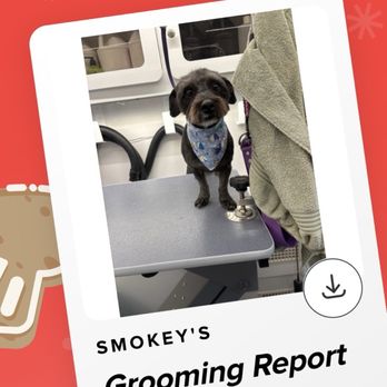 Pawsitively Platinum Pet Care - They sent me a link to a website that had this cute picture and a report card! - Pet Groomers Near Me - Pipe Creek, Texas