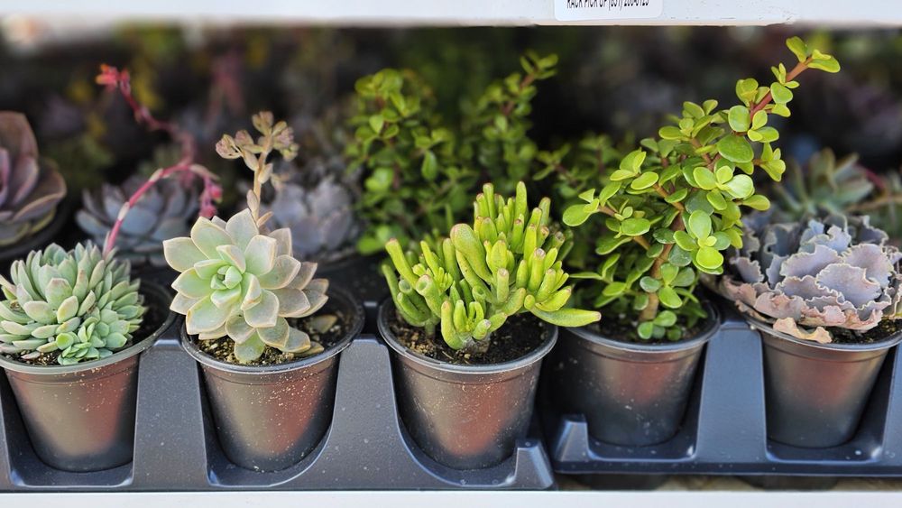 COSTCO 447 Photos & 418 Reviews 6750 Stanford Ranch Rd, Roseville