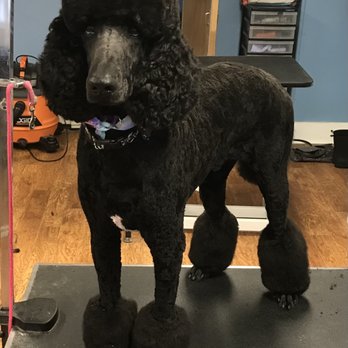 Bark And Bubbles - Pet Groomers Near Me - Stroudsburg , Pennsylvania