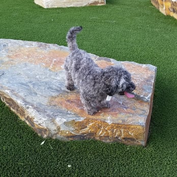 Village Green Dog Park - This is fun!!!! - Dog Parks Near Me - Mountain View, California