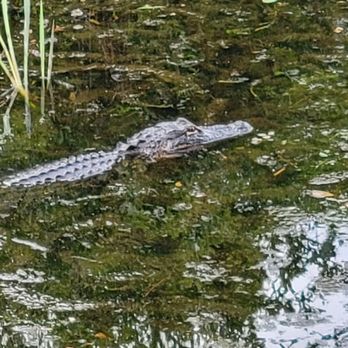 Mill Pond Steakhouse - an alligator in the water - Steakhouses Near Me - Rembert, South Carolina
