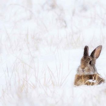 Steve Hostetler Photography - Fine Art Photography - Wildlife - Rabbit in the Snow- Rocky Mountain Arsenal. - Session Photography Near Me Steve Hostetler Photography - Fine Art Photography - Wildlife - Rabbit in the Snow- Rocky Mountain Arsenal. - Session Photography Near Me