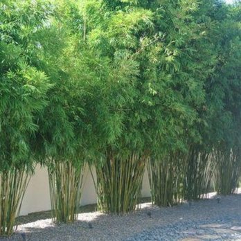 Davis Bamboo Nursery - Bambusa textilis 'Gracilis': Premier clumping bamboo for privacy screening. Also called Graceful Weavers Bamboo and Slender Weavers Bamboo. - Nurseries & Gardening Near Me Davis Bamboo Nursery - Bambusa textilis 'Gracilis': Premier clumping bamboo for privacy screening. Also called Graceful Weavers Bamboo and Slender Weavers Bamboo. - Nurseries & Gardening Near Me