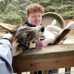 Alaska Sled Dogs & Musher's Camp - Goodway the dog, such a ham