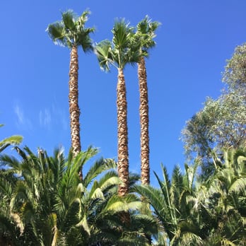 A & M Tree Specialist - After - Tree Services Near Me - Orange, California