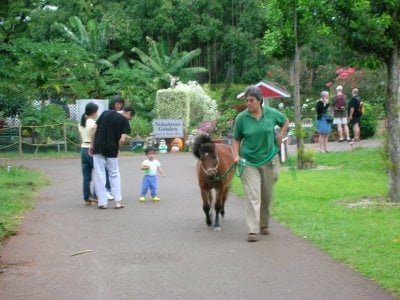 Honolulu Zoo by null