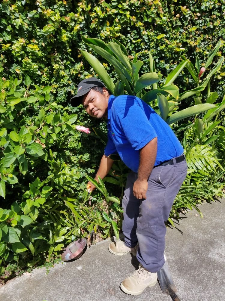 Ultimate Innovations - tree service in Honolulu, HI