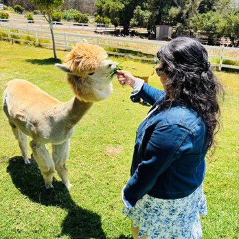 Canzelle Alpacas - Farms Near Me - Carpinteria, California Canzelle Alpacas - Farms Near Me - Carpinteria, California