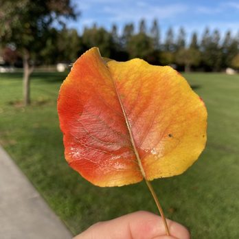 Nelson Park - Parks Near Me - Stockton, California Nelson Park - Parks Near Me - Stockton, California