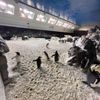 Penguin Experiences Tour at Sea World gift card