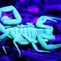 Photo of Lion Heart Pest Control