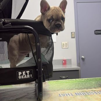 Willow Creek Veterinary Center - Puppies first exam - Veterinarians Near Me - Reading, Pennsylvania Willow Creek Veterinary Center - Puppies first exam - Veterinarians Near Me - Reading, Pennsylvania
