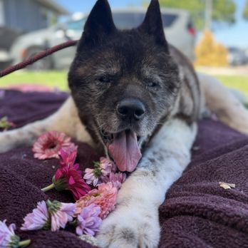 Dr Marchi - Pet Euthanasia at Home - Pet Services Near Me - Long Beach, California