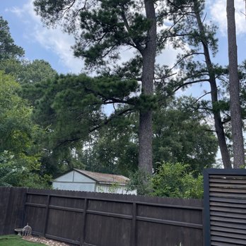 Perfectly Trimmed Palms - Limbs hanging over fence - Tree Services Near Me - Conroe,, Texas
