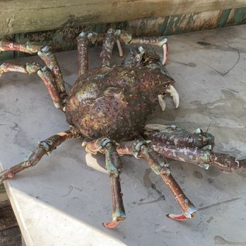 H.C. Seafood - Spider crab - Seafood Near Me - Oxnard, California H.C. Seafood - Spider crab - Seafood Near Me - Oxnard, California
