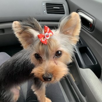 Bows and Biscuits - After Appointment - Pet Groomers Near Me - Marysville, Washington Bows and Biscuits - After Appointment - Pet Groomers Near Me - Marysville, Washington