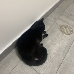 Veterinary Emergency Group - Midnight waiting to be seen