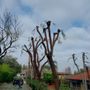 Photo of Green World Tree Service