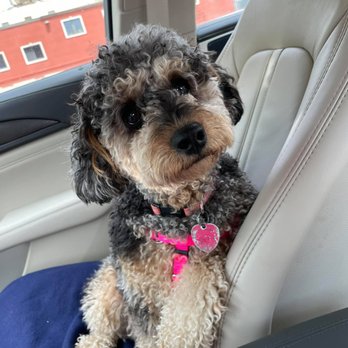 Wholistic Pet Service - Dog Walkers Near Me - Orange, Connecticut Wholistic Pet Service - Dog Walkers Near Me - Orange, Connecticut