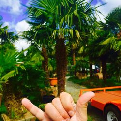 Palms Northwest - Another new Palm Tree
