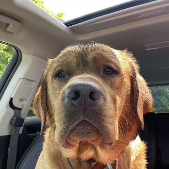 Excalibur Labradors - Pet Stores Near Me - Acushnet, Massachusetts