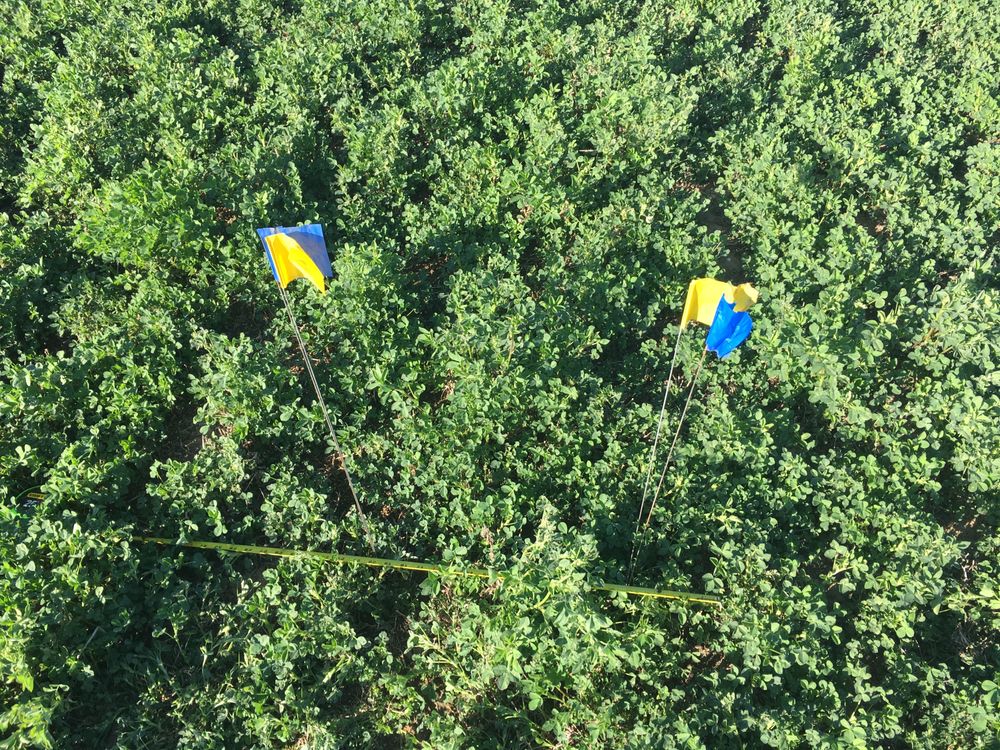 Plant Diagnostic Services - beekeeping in Austin, TX