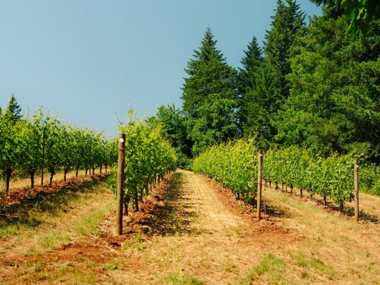 Evening Land Vineyards by null