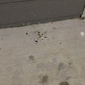 North Village Apartments - Bird feces - Apartments Near Me - Ruston, Louisiana North Village Apartments - Bird feces - Apartments Near Me - Ruston, Louisiana