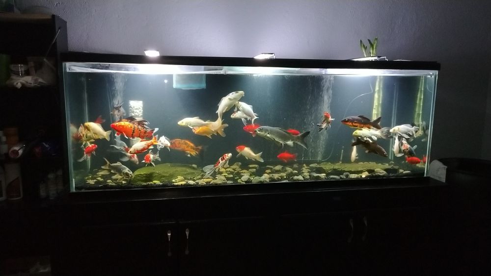 Koi Aquarium Sales - koi in North Hollywood, CA