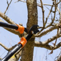 Photo of Mr Rogers Tree Service