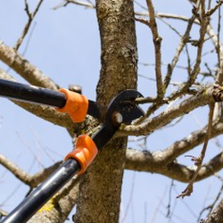 Mr Rogers Tree Service