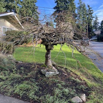 Maple Man - Japanese Maple Pruning - Tree Services Near Me