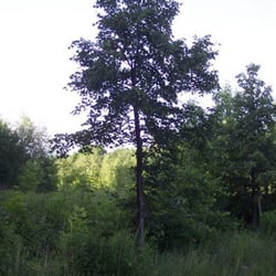 Buschgrabenrundweg