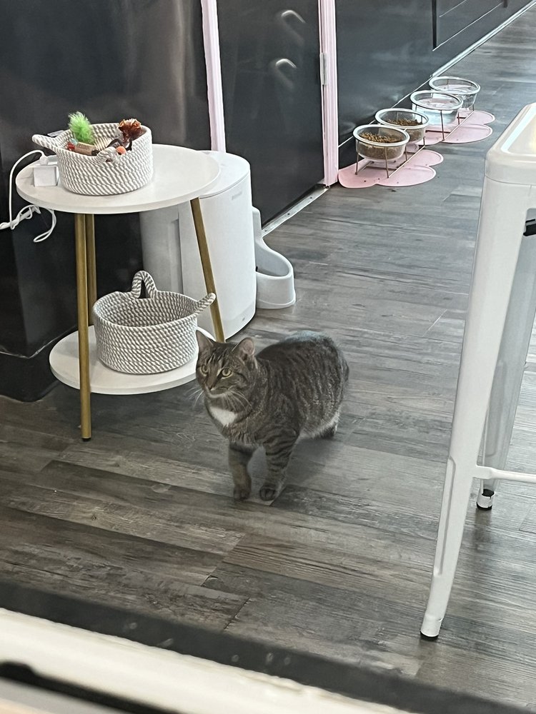 FIG AND FRIENDS PET RESCUE Updated October 2024 10 Photos Grand