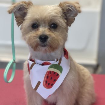 Lindsey’s Pet Grooming - Pet Groomers Near Me Lindsey’s Pet Grooming - Pet Groomers Near Me