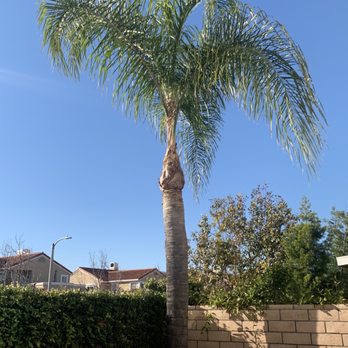 Timber Tree Service - AFTER pic of our backyard's small palm tree - Tree Services Near Me Timber Tree Service - AFTER pic of our backyard's small palm tree - Tree Services Near Me