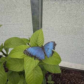 The Butterfly House - Zoos Near Me - Chicago, Illinois