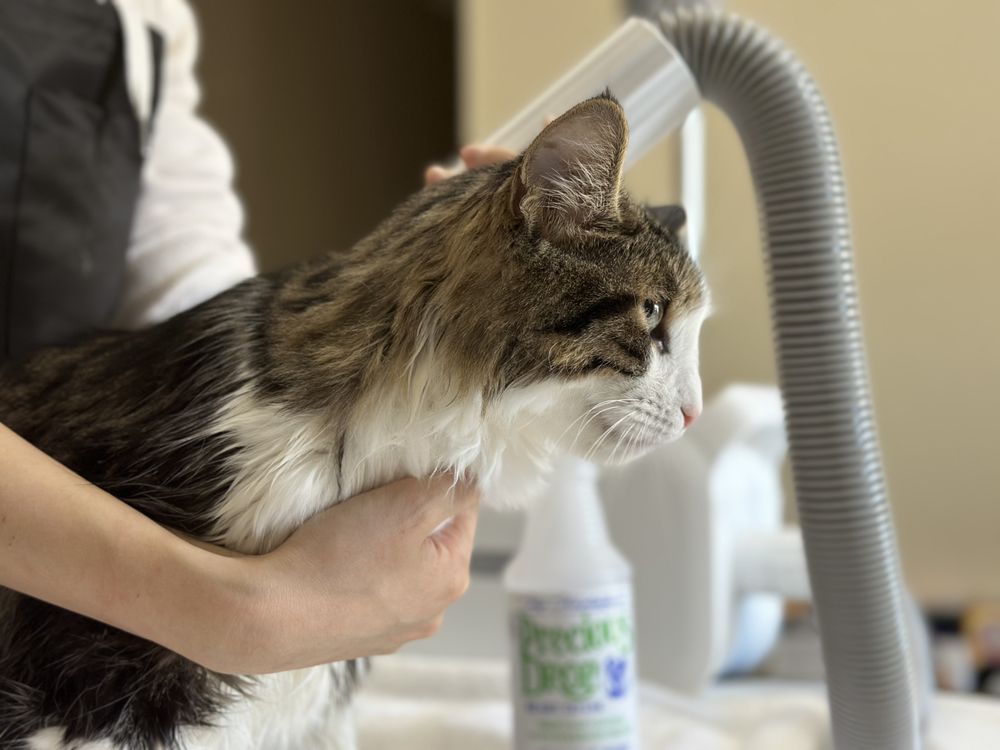 MOMO CATS IN HOME GROOMING & SPA 33 Photos San Diego, California