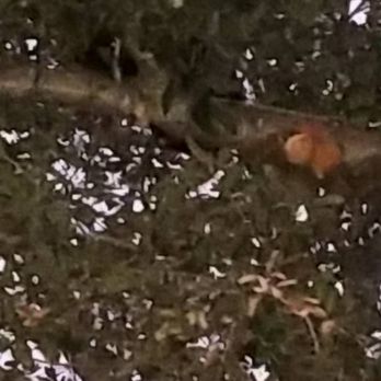 Oak Grove Tree Care - Tree Services Near Me Oak Grove Tree Care - Tree Services Near Me