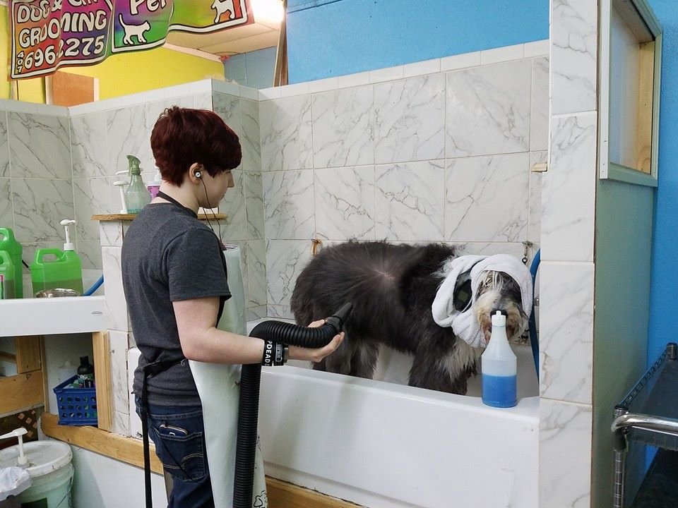 SHEAR MAGIC PET GROOMING Updated September 2024 18 Photos & 23 Reviews 3250 S US Hwy 17/92